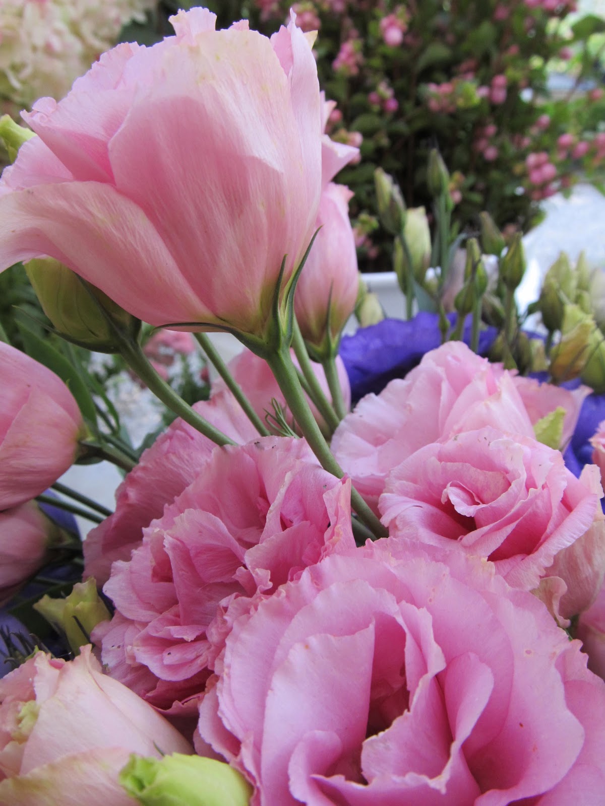 Notes and News from Shady Grove Gardens: Lisianthus - let the planting