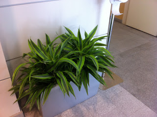 interior office planter design Chelmsford MA;office plant maintenance;