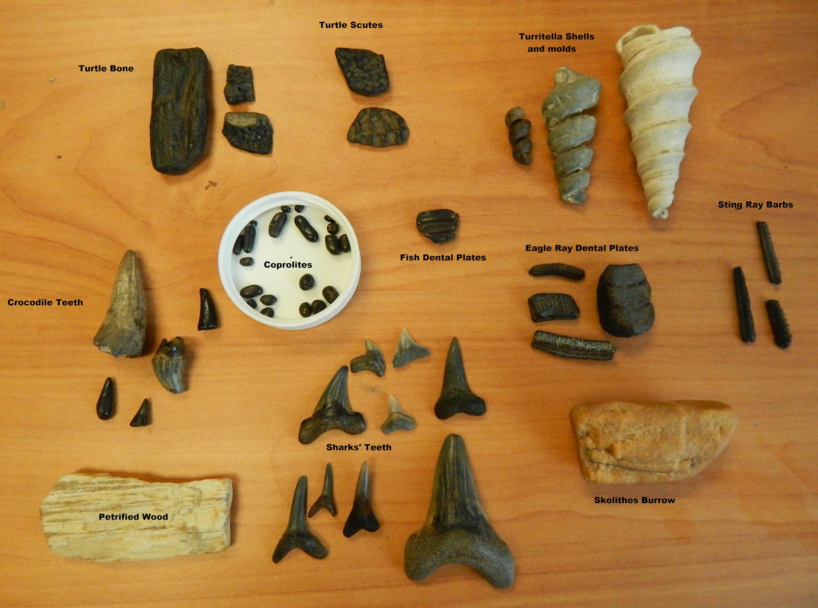 Capital Naturalist by Alonso Abugattas Fossils of the Potomac