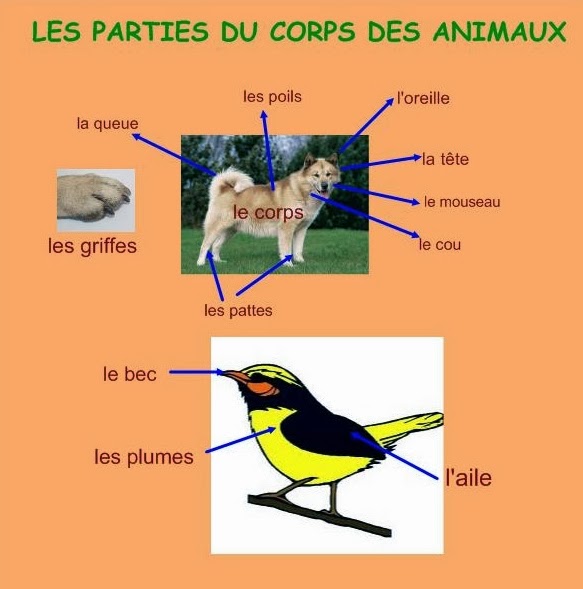 LE FLE À L' ALFRED AYZA La description des animaux domestiques