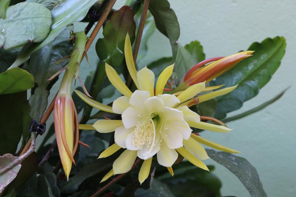 [Image: me-viet-o-duc-tiet-lo-bi-quyet-trong-quy...-hoa-5.jpg]