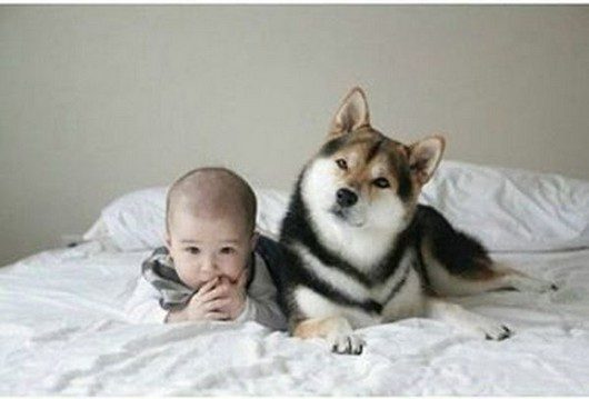 funny dog and baby picture