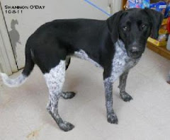 2/25/12  Long term residents of shelter need out. Shelter full.  Sponsors, Adopters Needed.Euth?