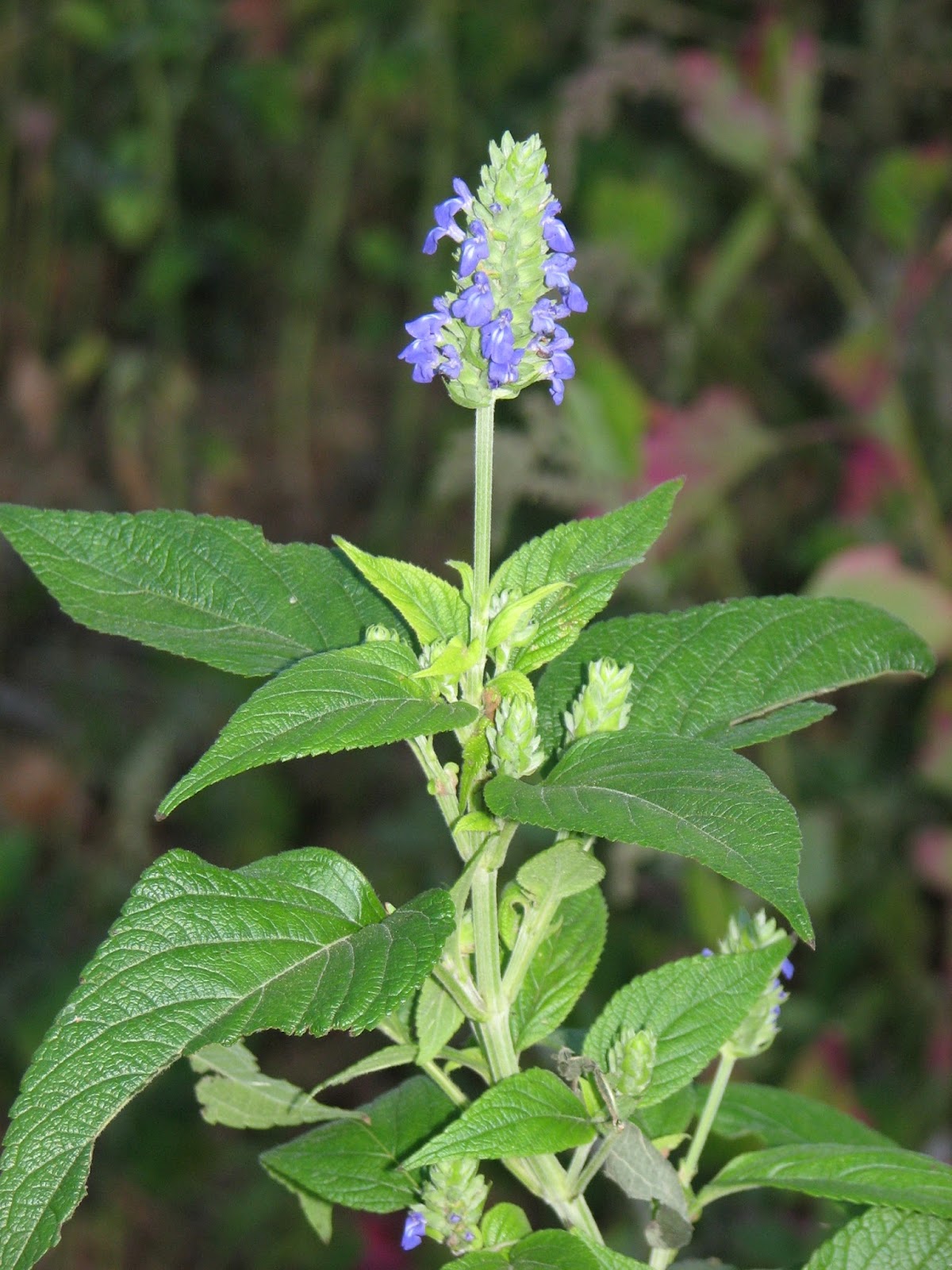 Chia (Salvia Hispanica) Overview, Health Benefits, Side