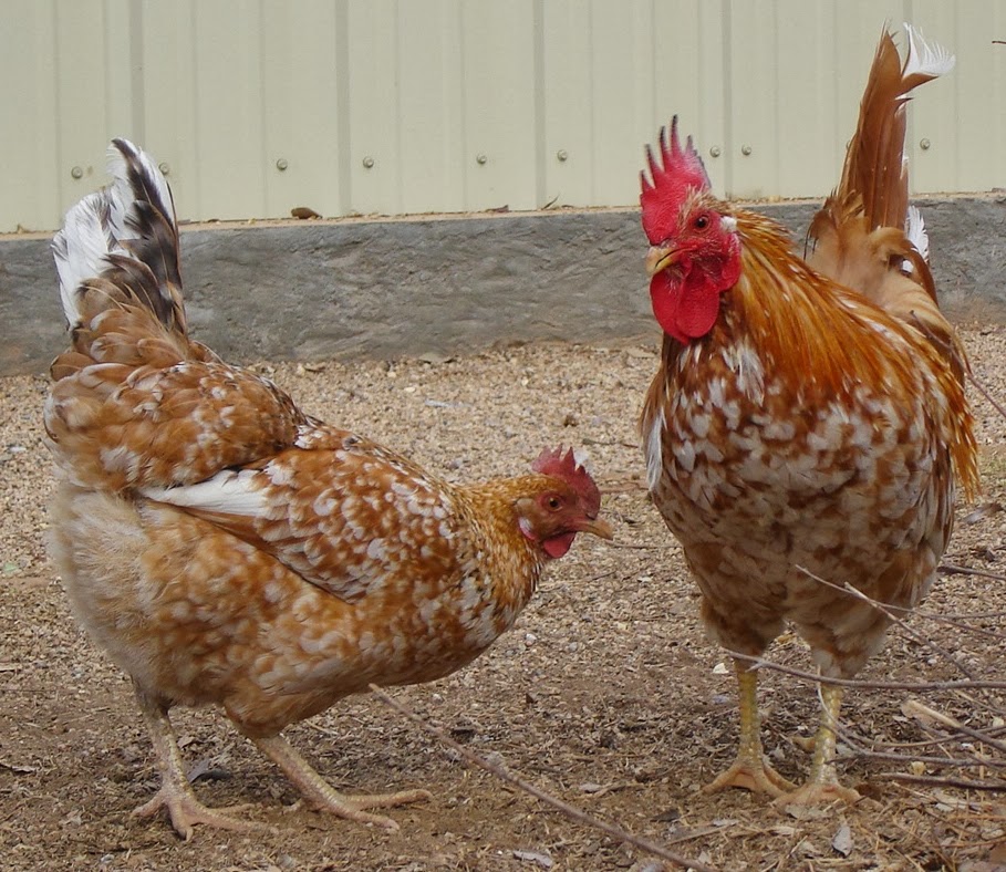 Aloha Chickens: The Mysterious Orange Color - Part Two
