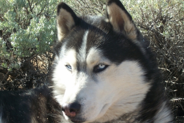 tawsi nin dunyasi ucretsiz hayvan ilanlari