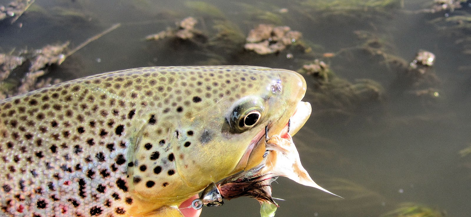 2.2+Brown+trout+with+an+articulated+streamer+in+its+mouth-Jay+Scott+Outdoors+Flyfishing.jpg