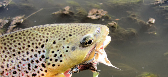 2.2+Brown+trout+with+an+articulated+streamer+in+its+mouth-Jay+Scott+Outdoors+Flyfishing.jpg