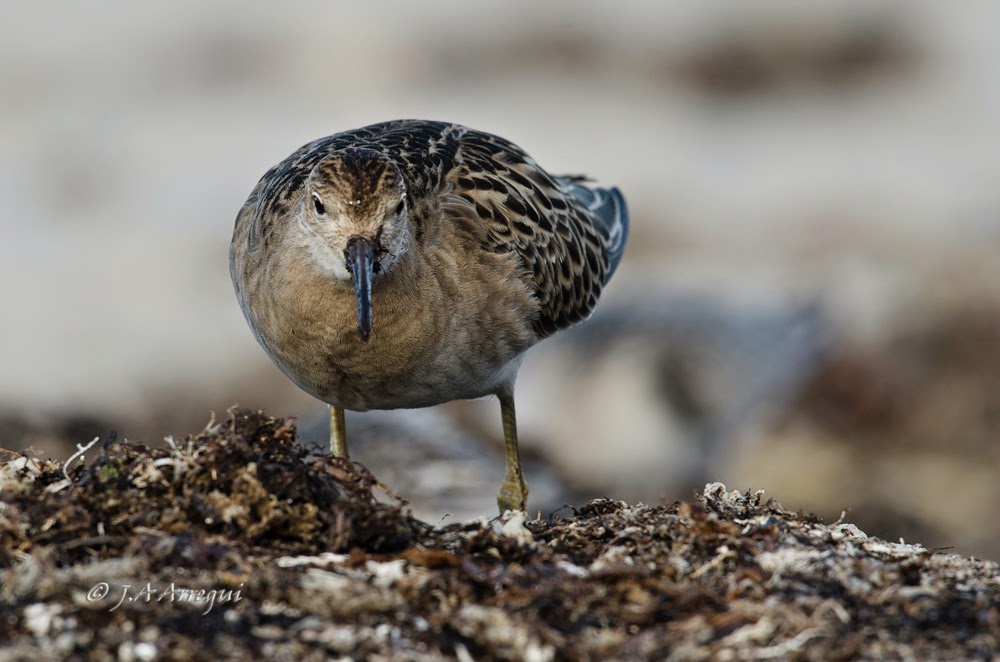 Combatiente, Philomachus pugnax, Ruff Combatiente, Philomachus pugnax, Ruff