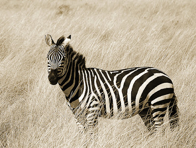Beautiful Zebra Pictures Beautiful Zebra Pictures
