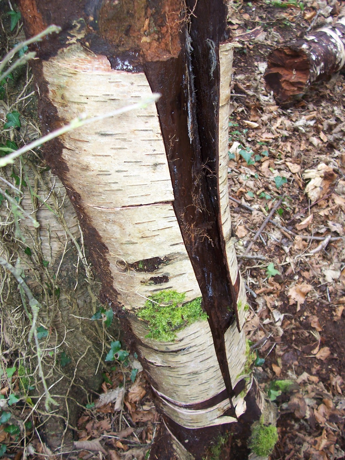 BUZZARD BUSHCRAFT Making Birch Bark Oil