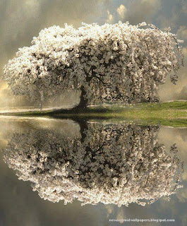 Amazing Tree Wallpaper Looking In Water Free Download For android