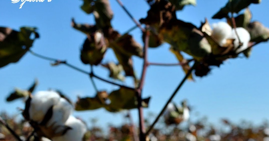 Sophia's Southern Snow