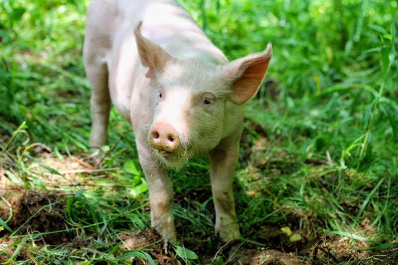 pigs on pasture - porcine perfection