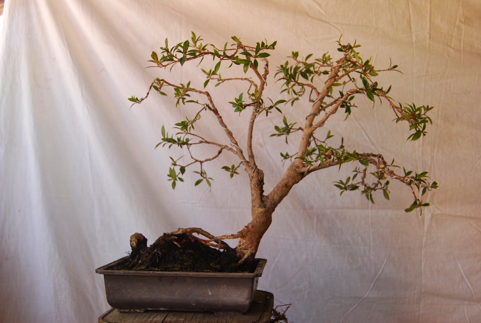 Bonsai en el Estado de México marzo 2014