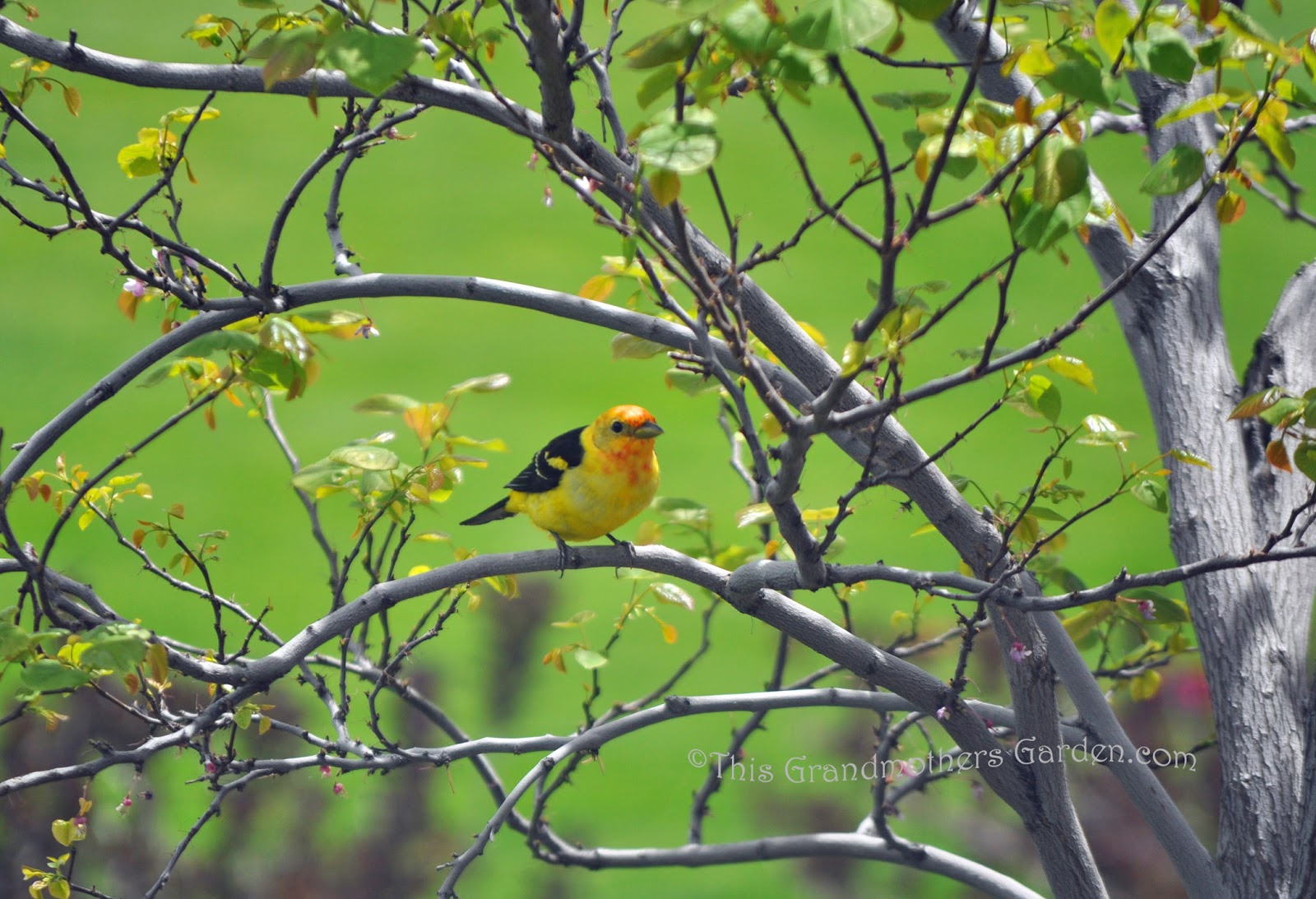 Along The Picket Fence Weigela Incoporating This Hardy Flowering