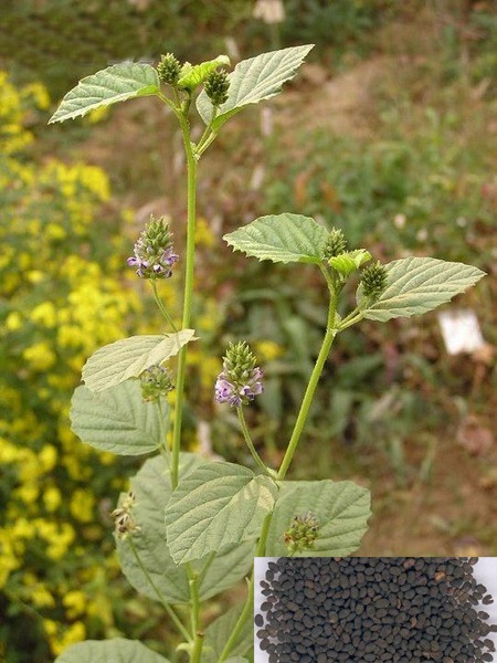 Psoralea corylifolia L. (Fam. Fabaceae)