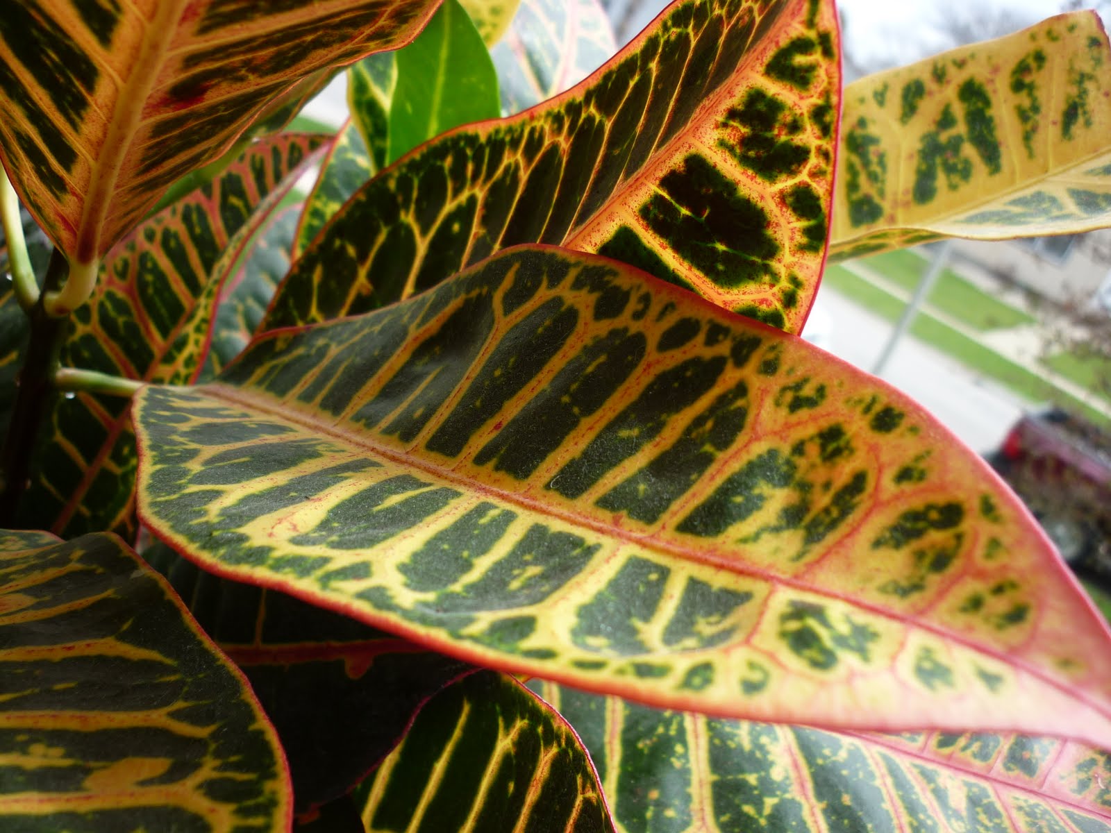 Fire Plant