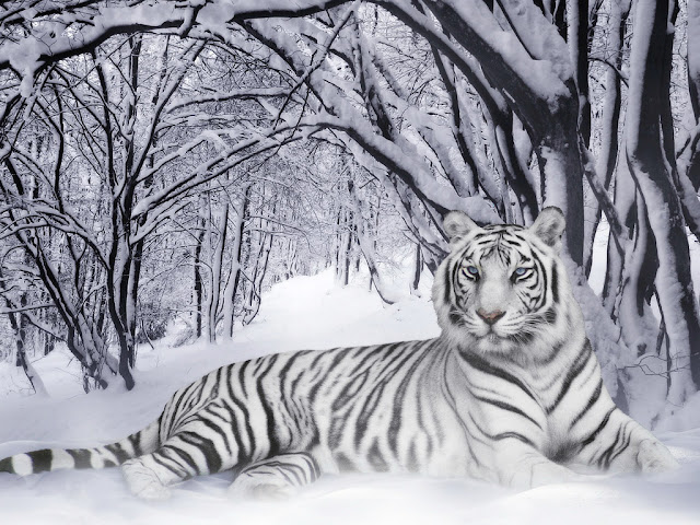 White-Tiger-Wallpaper.jpg