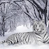 White Tigers