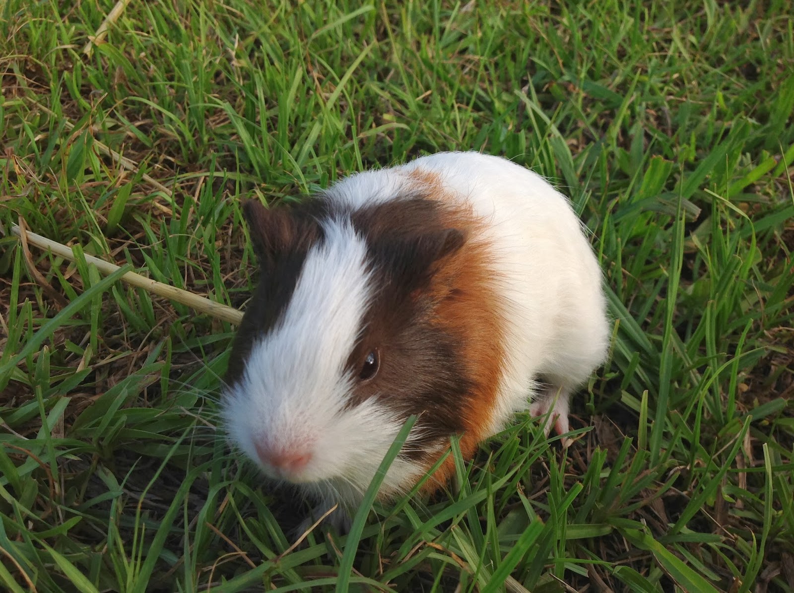 Tinyde's Life Baby guinea pigs