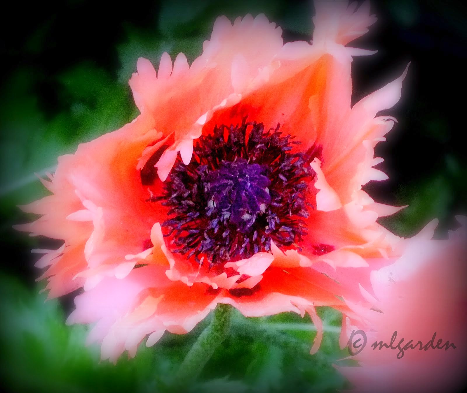 Pink Poppy in the Spring