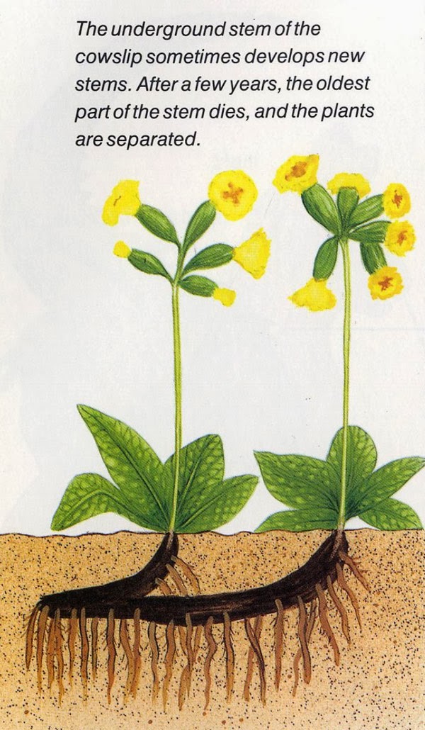 Reproduction What is Asexual and Sexual reproduction? Ency123