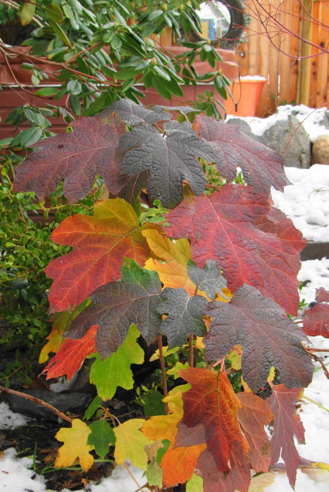 Plant Inventory At 20 Timothy Hydrangea Quercifolia Oakleaf
