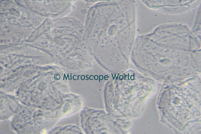 microscopy cheek cells image