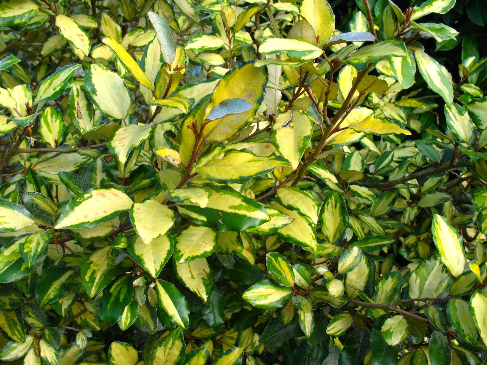 Promenade Au Jardin De Lili Dans Le Poitou Novembre 2015