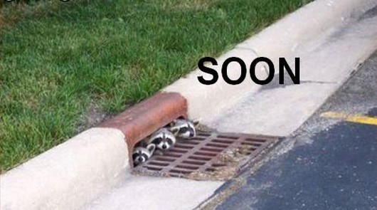 soon meme pictures, funny animal pictures, funny animals, soon meme animals