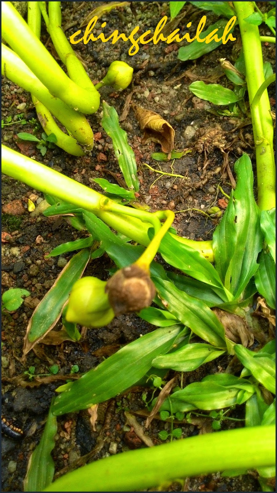 Simple Living In Nancy HOW I GROW CHINESE SPINACH (KANGKONG) IN MY GARDEN
