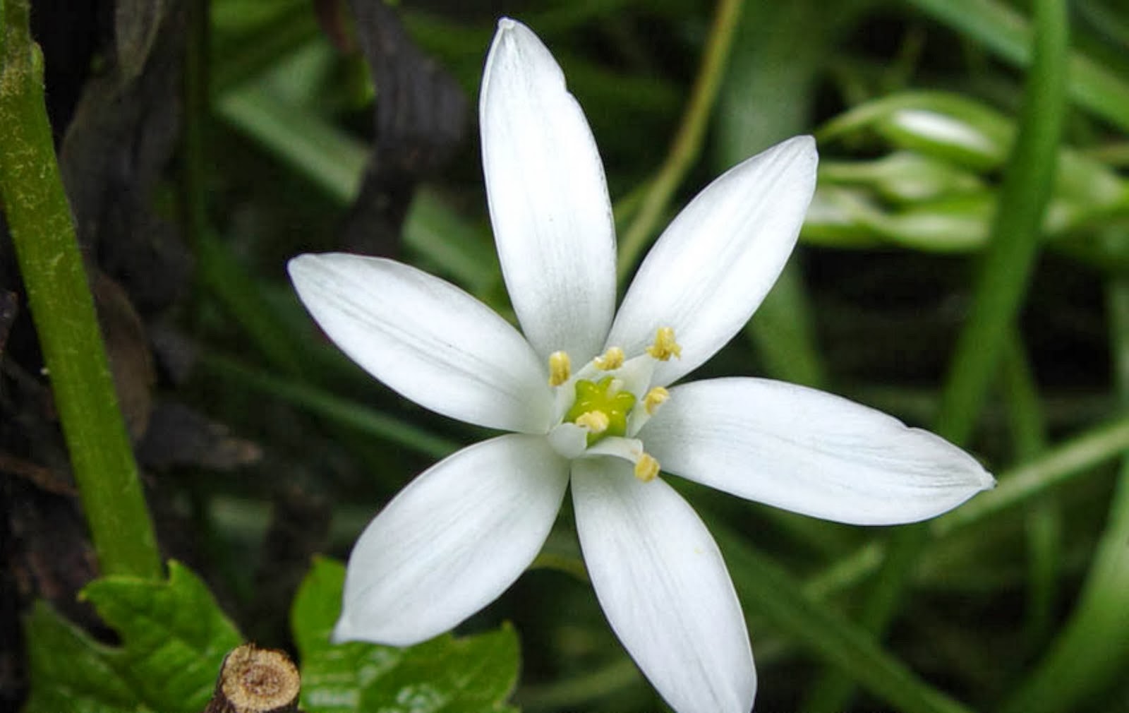 STAR OF BETHLEHEM