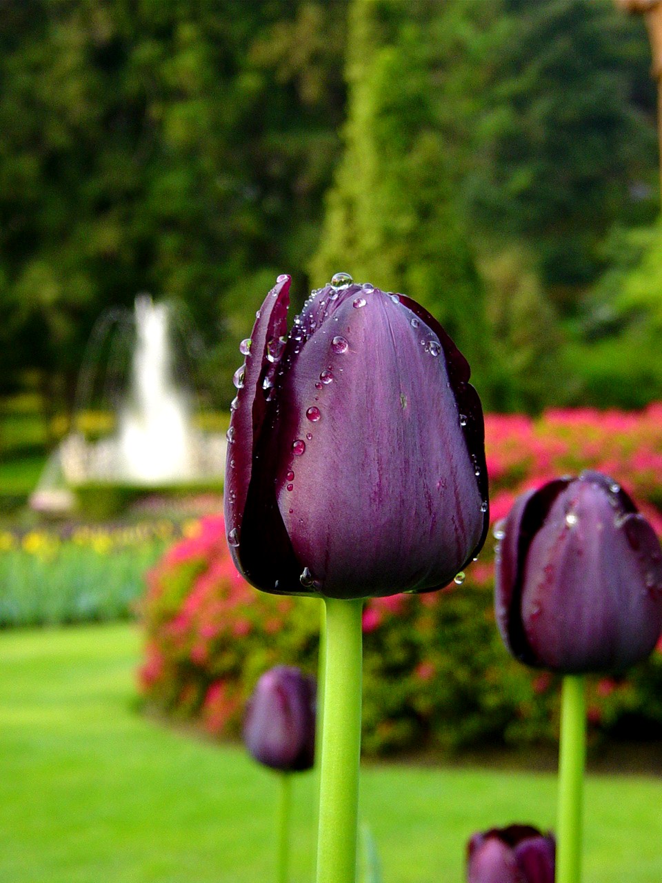 Lo Stornello Stresa Settimana del Tulipano PROLUNGATA fino AL 1
