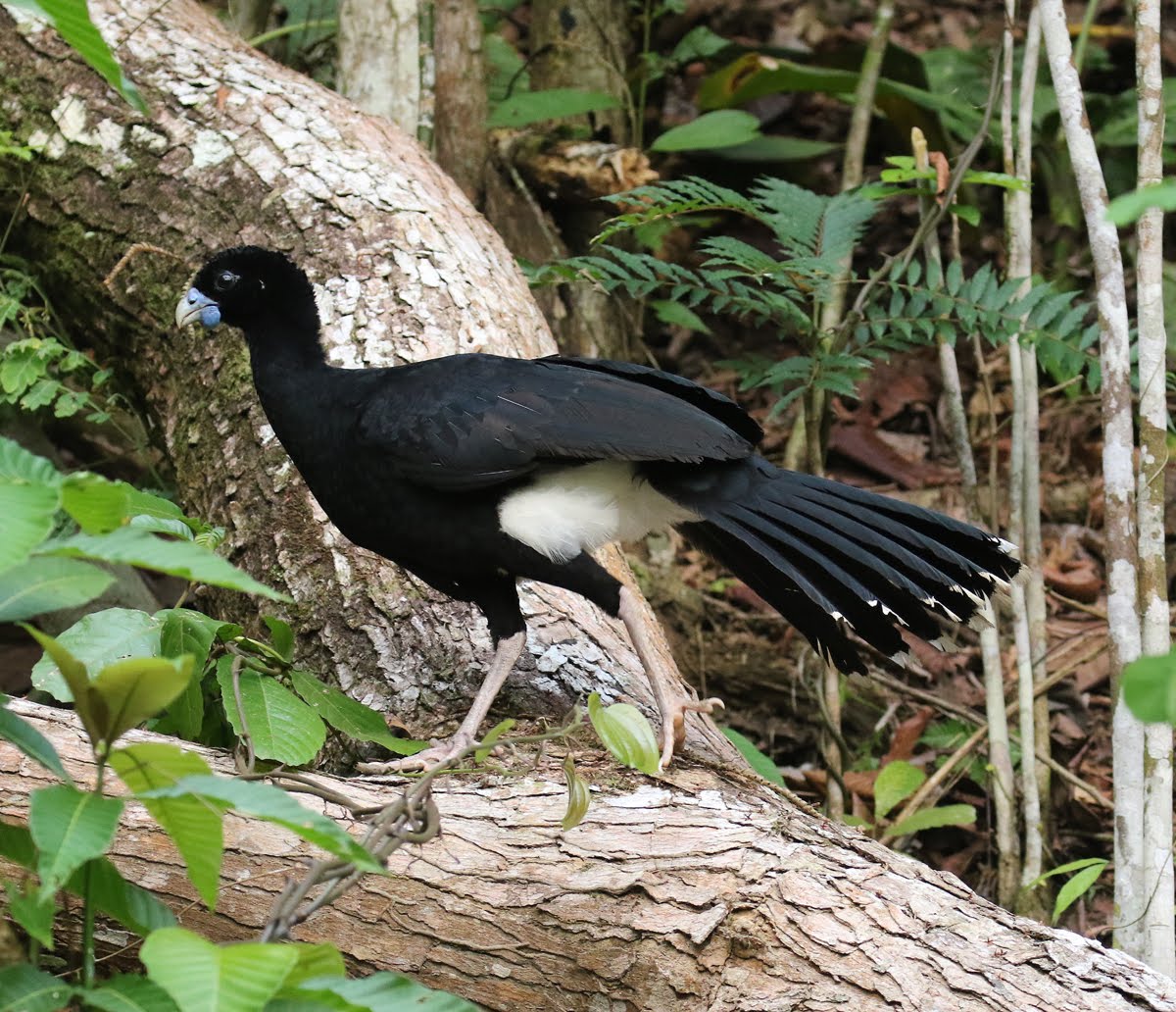 Blue billed Curassow