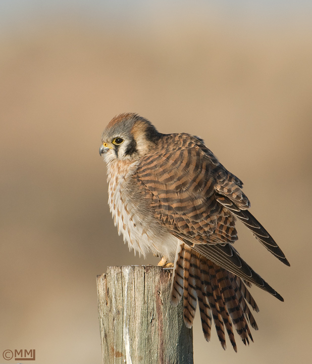 American Kestrel Falconry