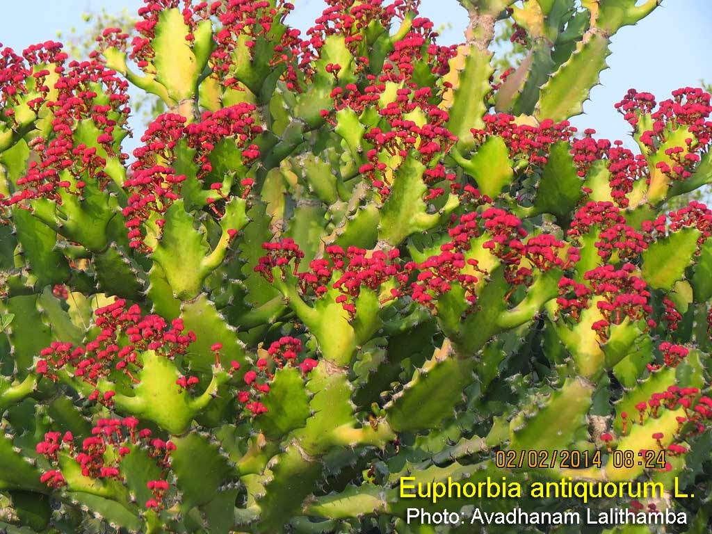 Medicinal Plants: Euphorbia antiquorum, bontha jemudu, Vajrakantaka, faraon sebremi1024 x 768