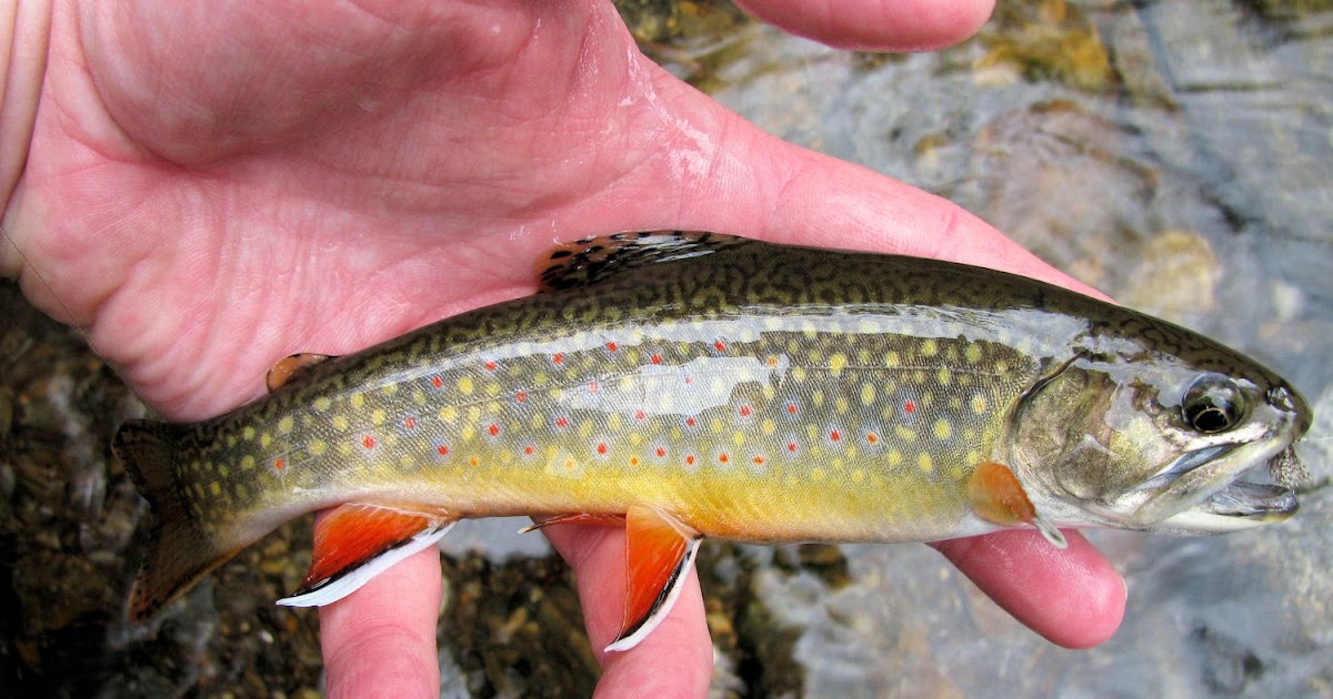 The Aquaculturists 08/01/2015 New model identifies Eastern US stream