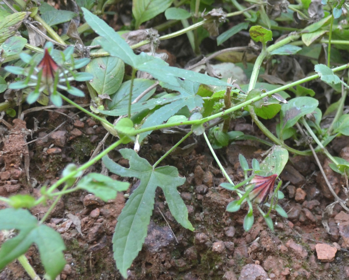 Herbal plants Sri Lanka Heen Napiriththa /Hibiscus surattensis
