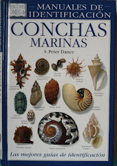 Conchas Marinas