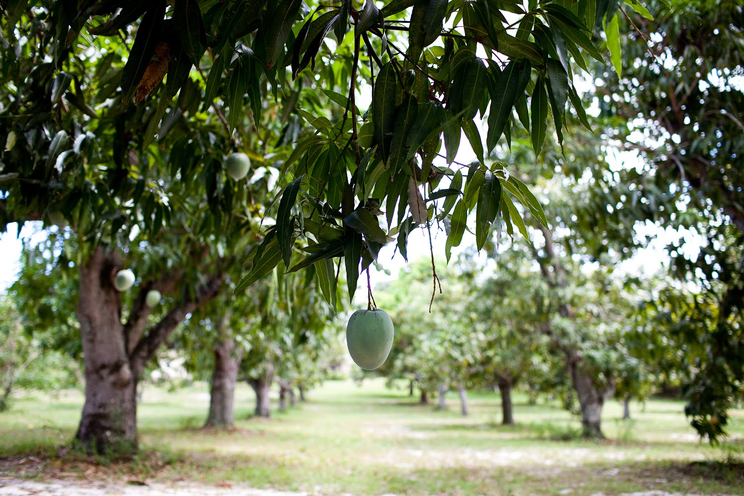 Organic Florida Farming Utilizing Organization My Familys' Mango Grove