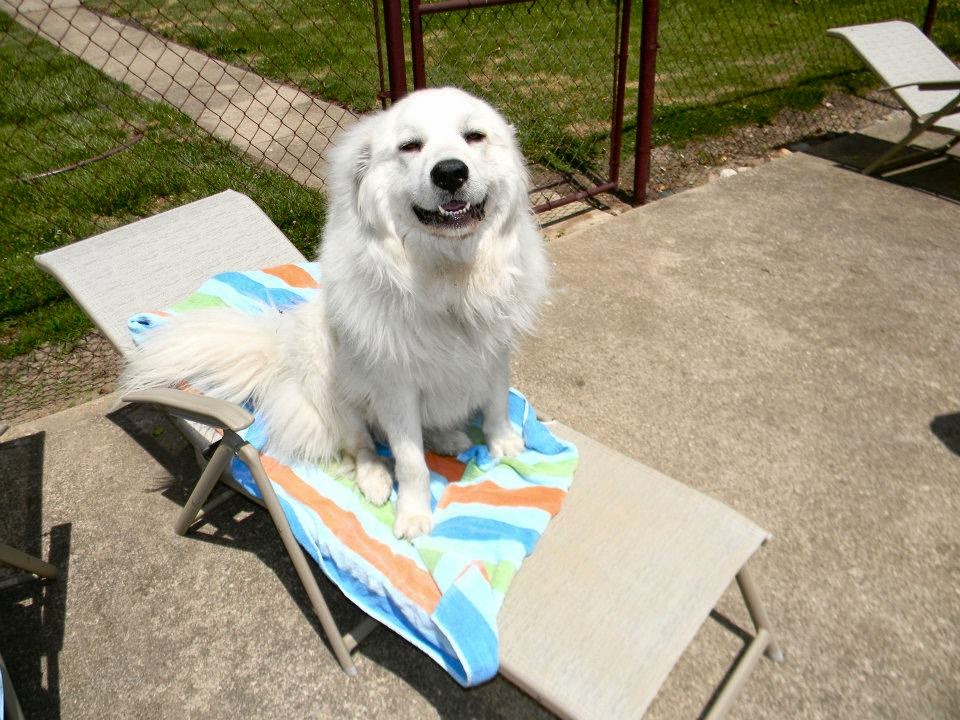 Everything about your Great Pyrenees LUV My dogs