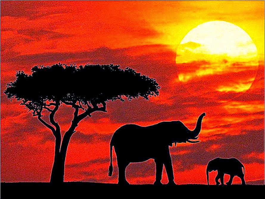 Elephant Wallpapers Elephant Wallpapers