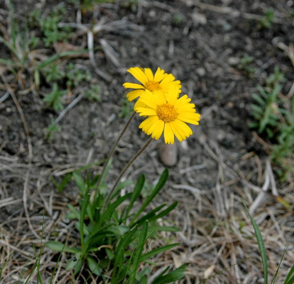 Tetraneuris herbacea