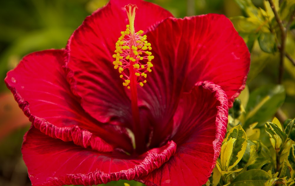 A Plant Fanatic In Hawaii The Hibiscus are Blooming
