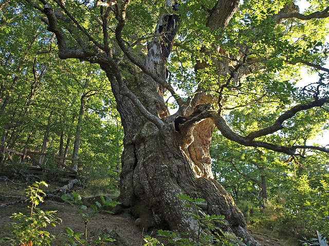 Piruja (Este blog es el antiguo, por favor ir al nuevo, el de abajo