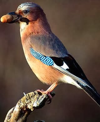 yeryuzunun sakinleri ocak 2014