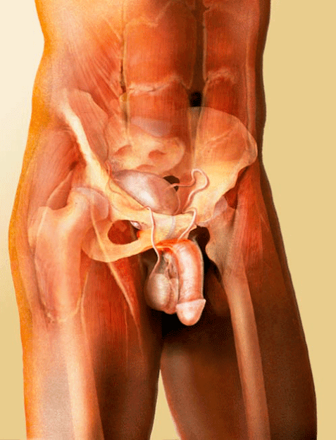 Galería Imágenes Anatomía