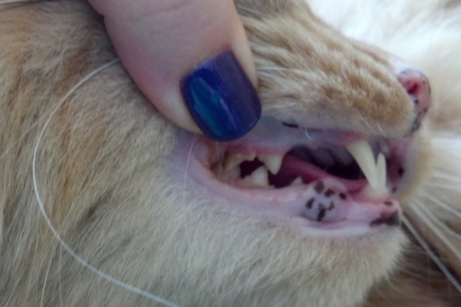 Pawsitively Cats Feline Dental Care Part I Prevention of disease