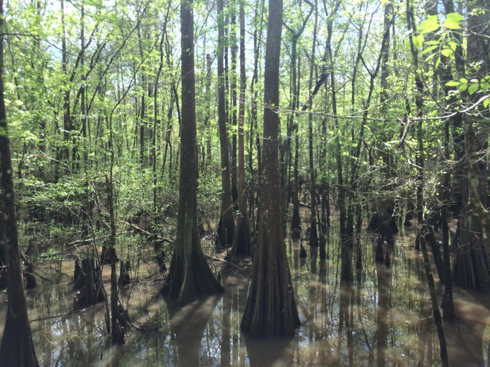 Angie Kay Dilmore Tickfaw State Park, Springfield, LA